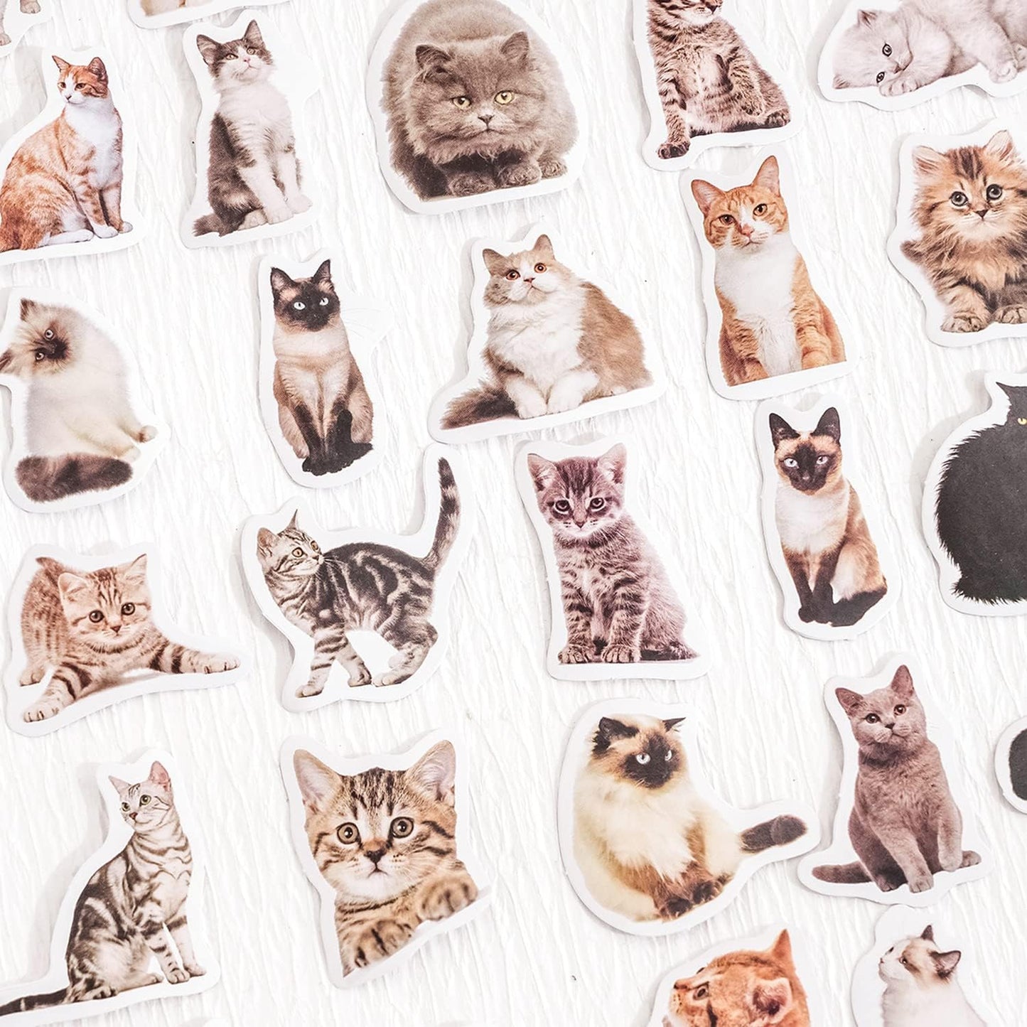 45 Pcs Small Cat Stickers for Scrapbook Kids Bullet Journal Notebook Planner Diary Collage Envelope Letter Laptop Water Case Bottle Phone DIY Craft Decoration