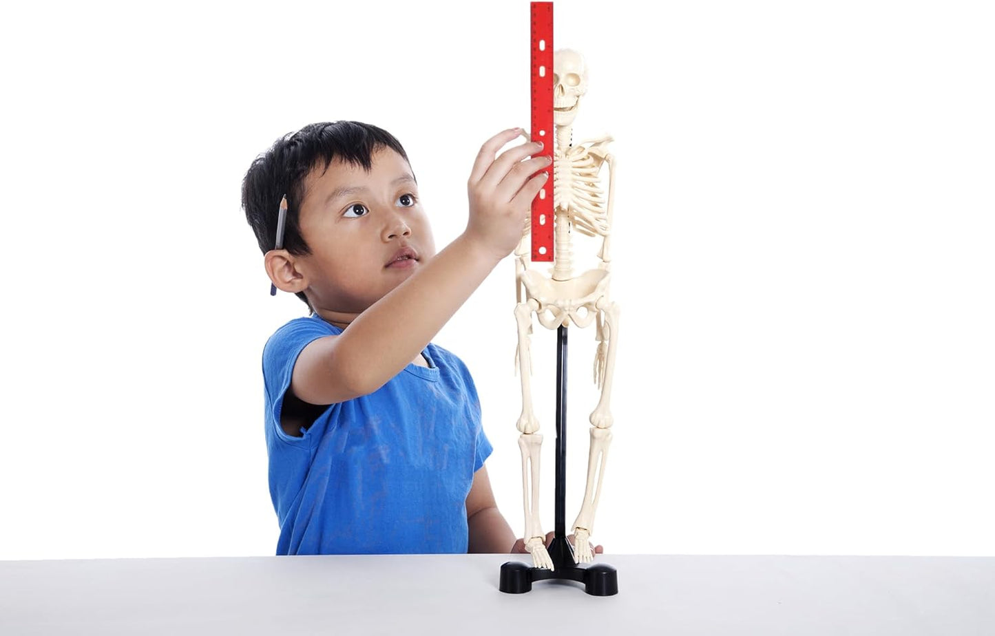 24 Pack Rulers Bulk for Classroom Supplies, Kids | 12 Inch Rulers with Imperial (US Inches) and Metric (CM/Millimeter) Measure for Teachers, Students